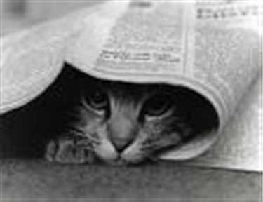 Gato debaixo do jornal