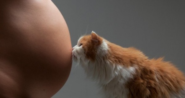 gato-e-gravida